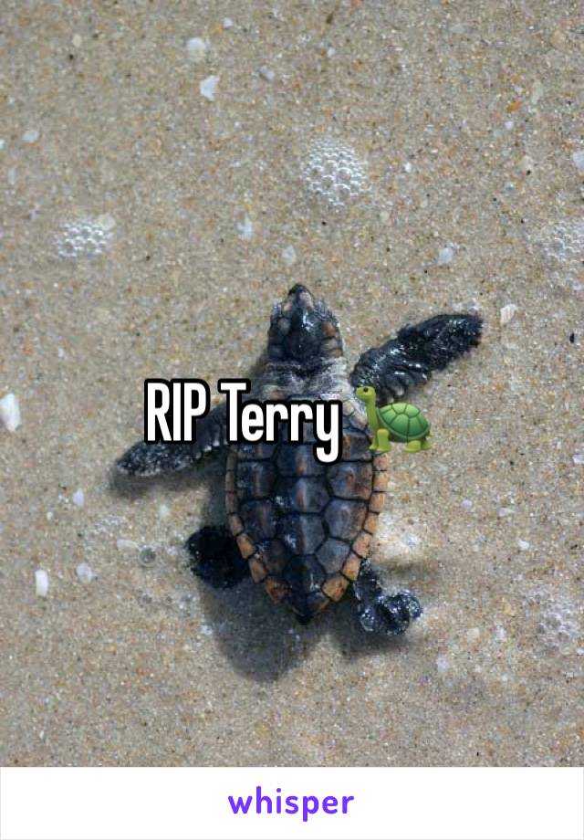 RIP Terry 🐢 