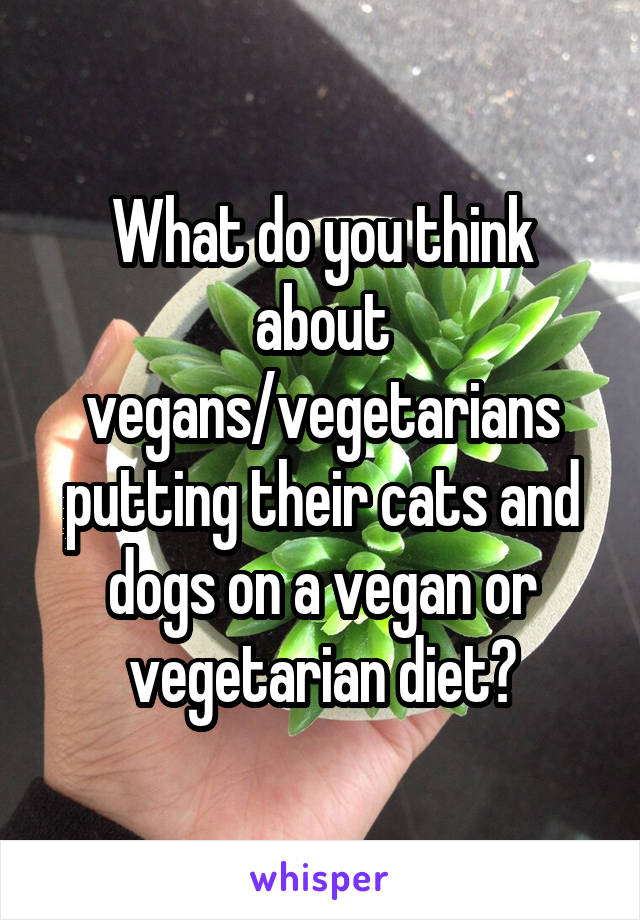 What do you think about vegans/vegetarians putting their cats and dogs on a vegan or vegetarian diet?