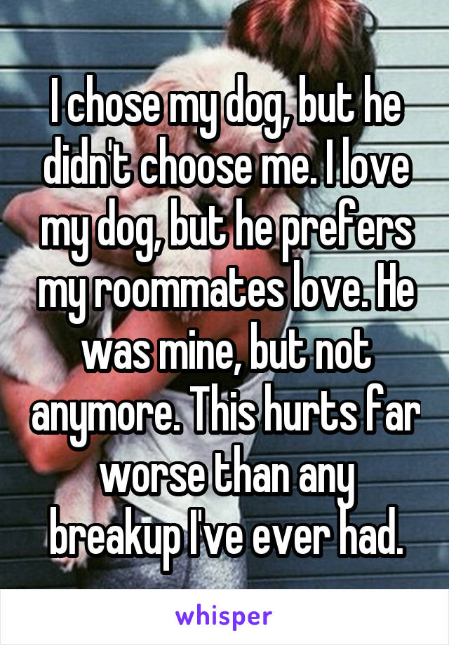 I chose my dog, but he didn't choose me. I love my dog, but he prefers my roommates love. He was mine, but not anymore. This hurts far worse than any breakup I've ever had.
