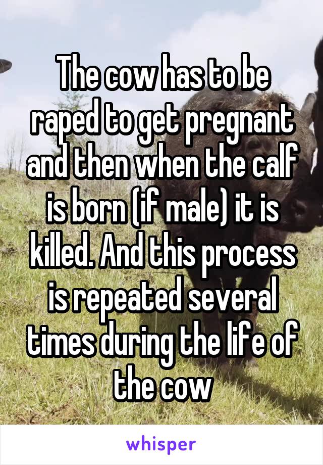 The cow has to be raped to get pregnant and then when the calf is born (if male) it is killed. And this process is repeated several times during the life of the cow