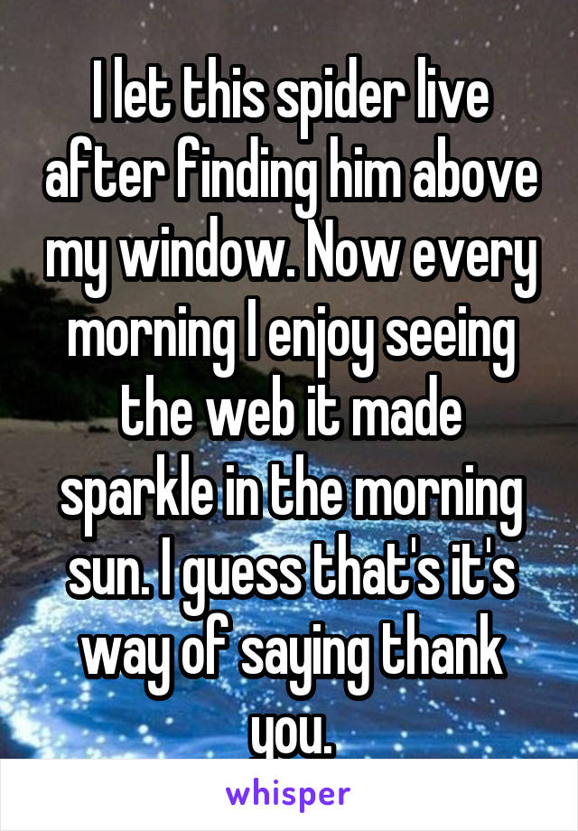 I let this spider live after finding him above my window. Now every morning I enjoy seeing the web it made sparkle in the morning sun. I guess that's it's way of saying thank you.