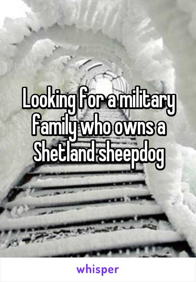 Looking for a military family who owns a Shetland sheepdog
