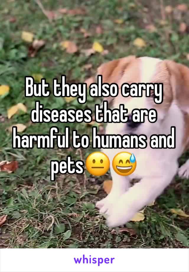 But they also carry diseases that are harmful to humans and pets😐😅