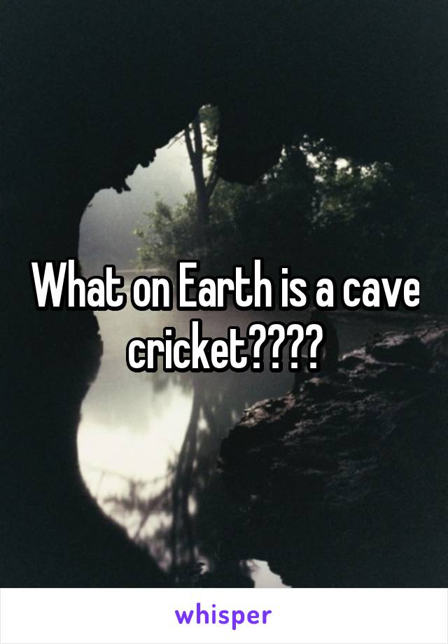 What on Earth is a cave cricket????