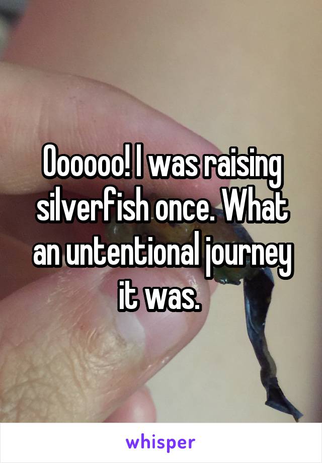 Oooooo! I was raising silverfish once. What an untentional journey it was. 