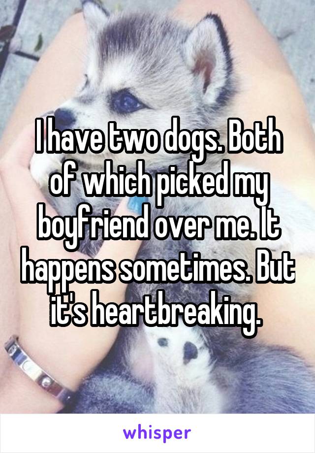 I have two dogs. Both of which picked my boyfriend over me. It happens sometimes. But it's heartbreaking. 