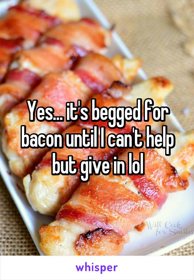 Yes... it's begged for bacon until I can't help but give in lol