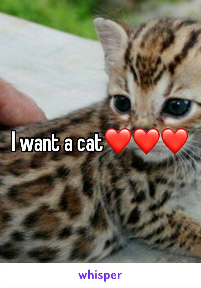 I want a cat❤️❤️❤️