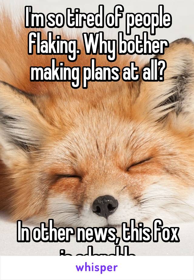 I'm so tired of people flaking. Why bother making plans at all?





In other news, this fox is adorable