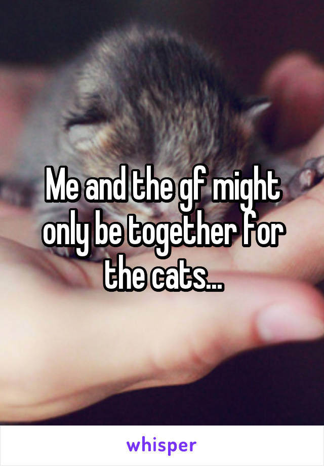 Me and the gf might only be together for the cats...