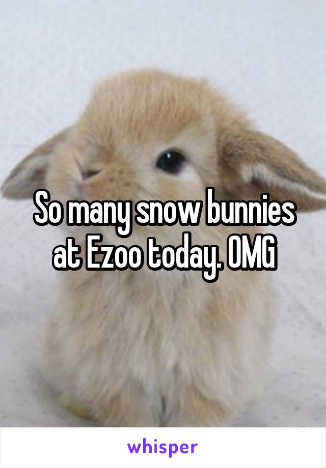 So many snow bunnies at Ezoo today. OMG