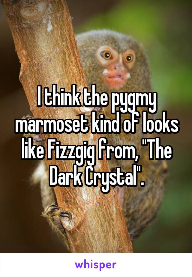 I think the pygmy marmoset kind of looks like Fizzgig from, "The Dark Crystal".