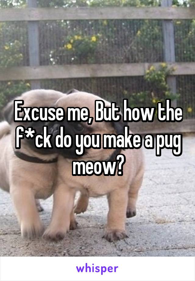 Excuse me, But how the f*ck do you make a pug meow?