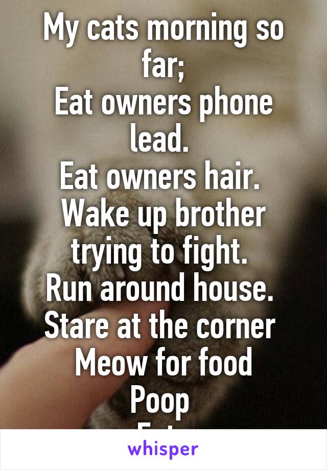 My cats morning so far;
Eat owners phone lead. 
Eat owners hair. 
Wake up brother trying to fight. 
Run around house. 
Stare at the corner 
Meow for food
Poop 
Eat. 