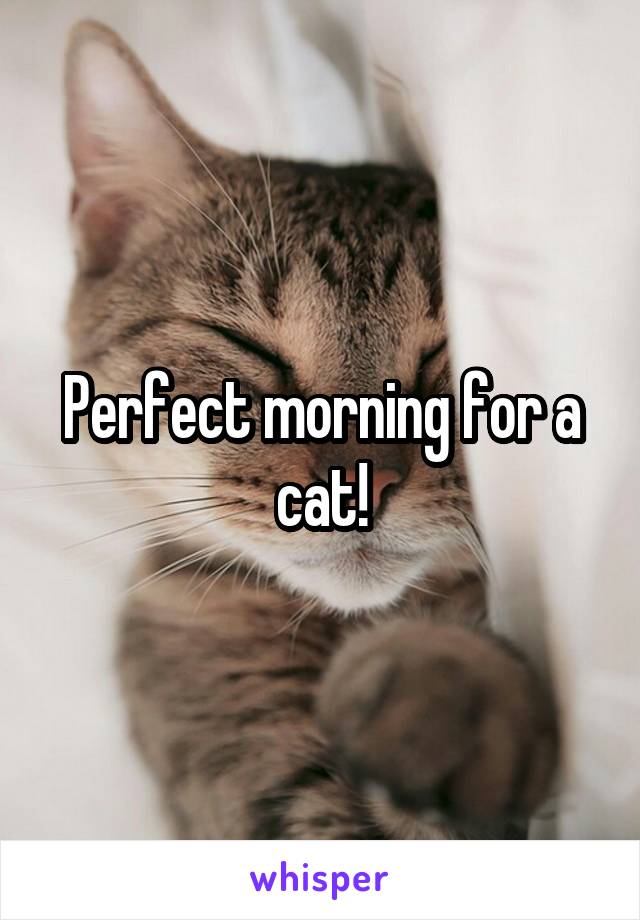 Perfect morning for a cat!
