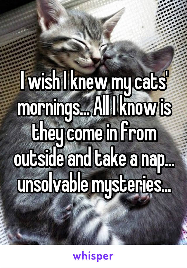 I wish I knew my cats' mornings... All I know is they come in from outside and take a nap... unsolvable mysteries...