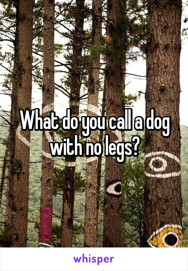 What do you call a dog with no legs?