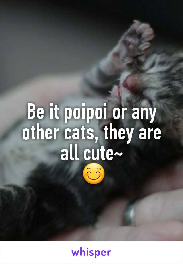 
Be it poipoi or any other cats, they are all cute~
 😊