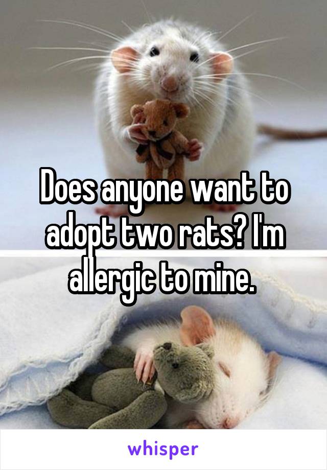 Does anyone want to adopt two rats? I'm allergic to mine. 