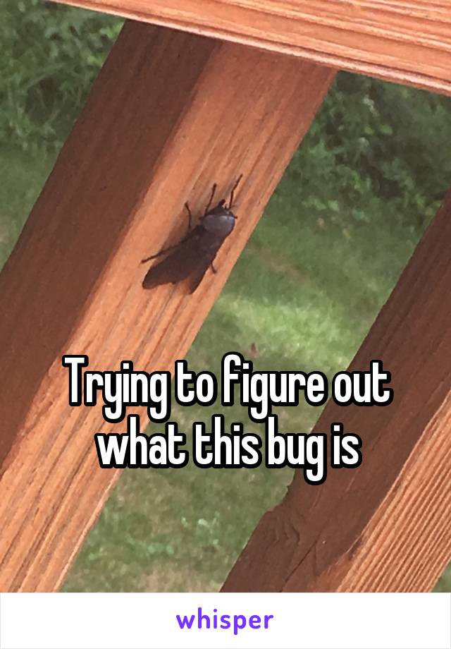 


Trying to figure out what this bug is