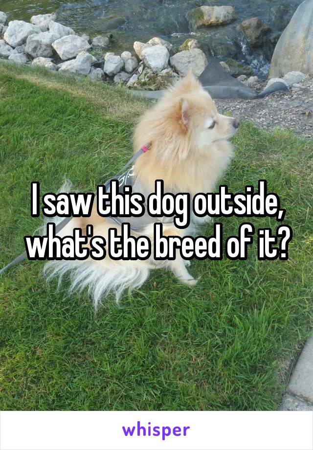 I saw this dog outside, what's the breed of it?