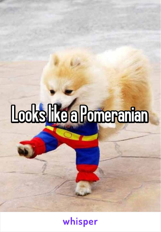 Looks like a Pomeranian 