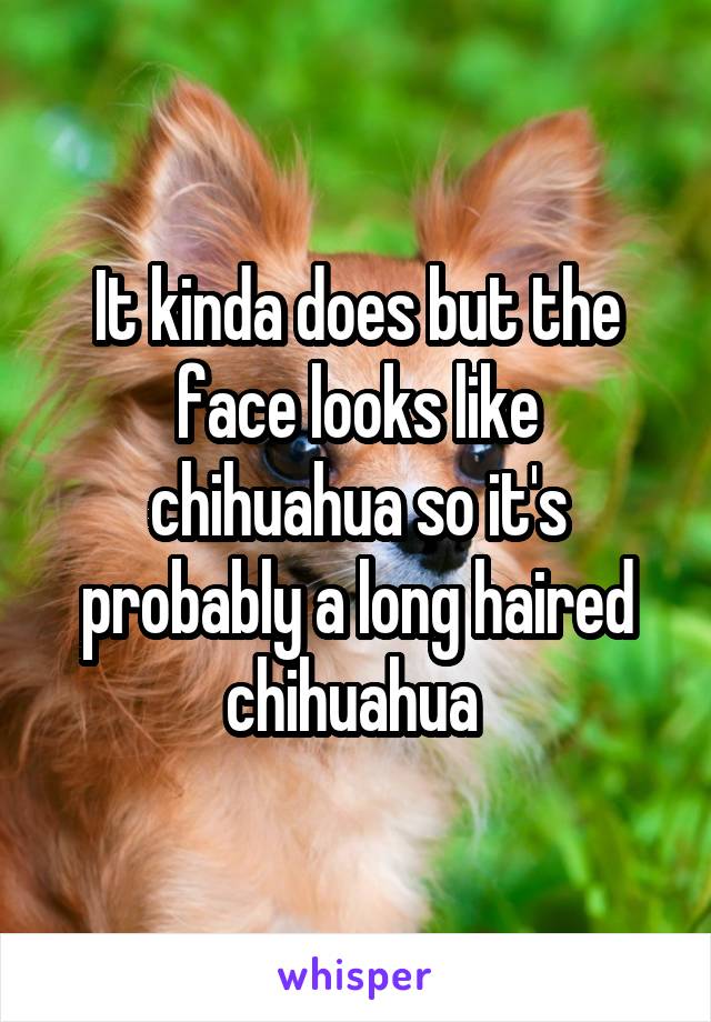 It kinda does but the face looks like chihuahua so it's probably a long haired chihuahua 