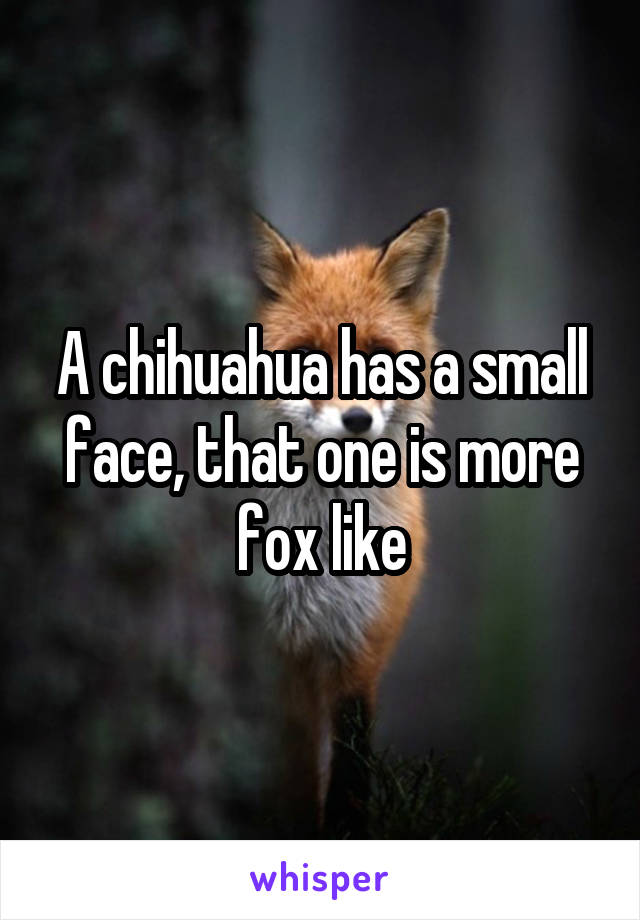 A chihuahua has a small face, that one is more fox like