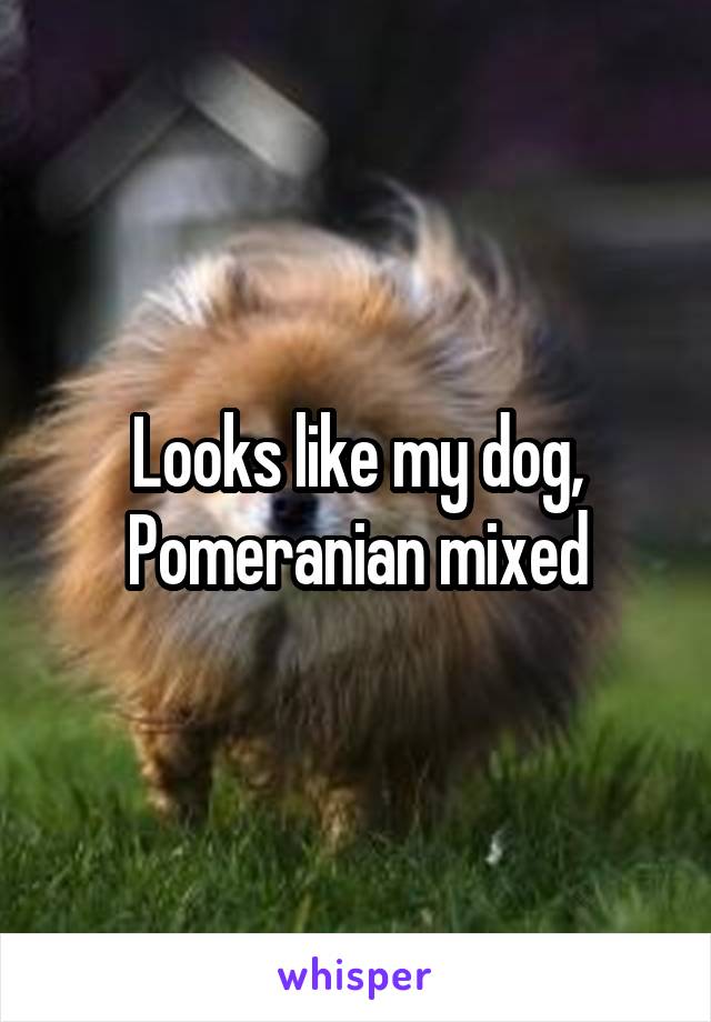 Looks like my dog, Pomeranian mixed