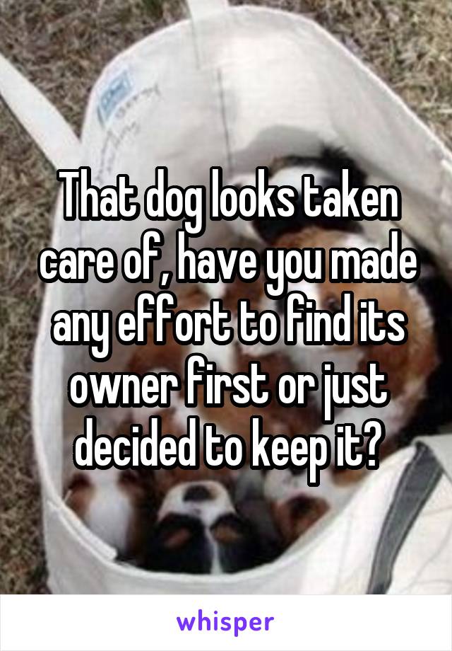 That dog looks taken care of, have you made any effort to find its owner first or just decided to keep it?