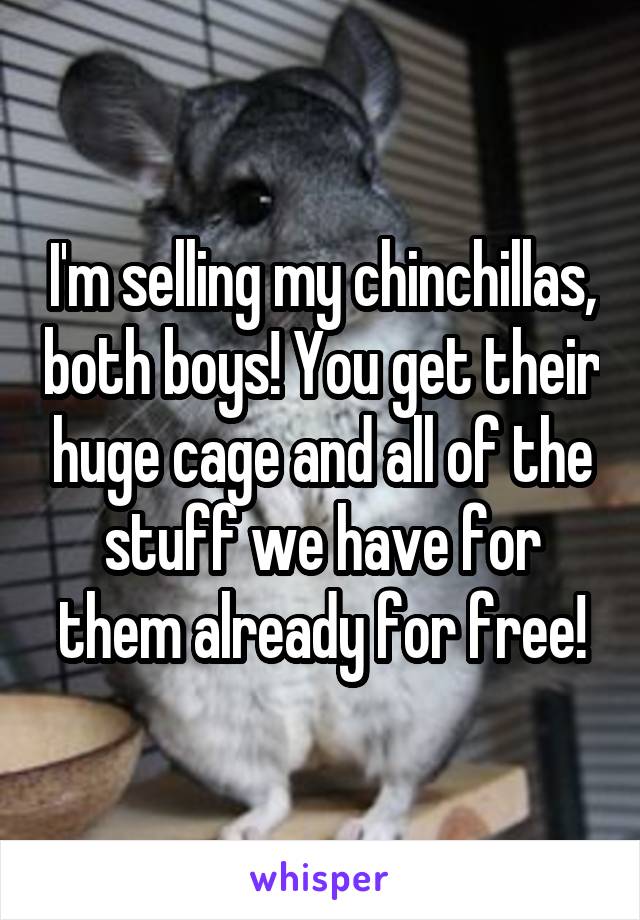 I'm selling my chinchillas, both boys! You get their huge cage and all of the stuff we have for them already for free!