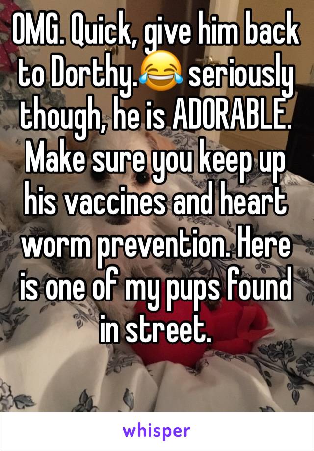 OMG. Quick, give him back to Dorthy.😂 seriously though, he is ADORABLE. Make sure you keep up his vaccines and heart worm prevention. Here is one of my pups found in street.