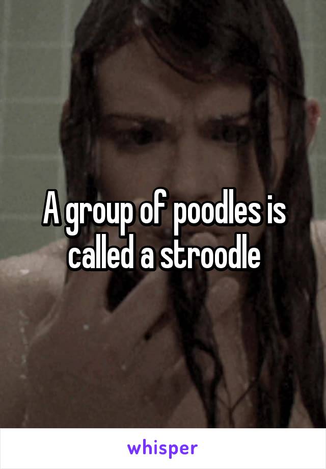 A group of poodles is called a stroodle