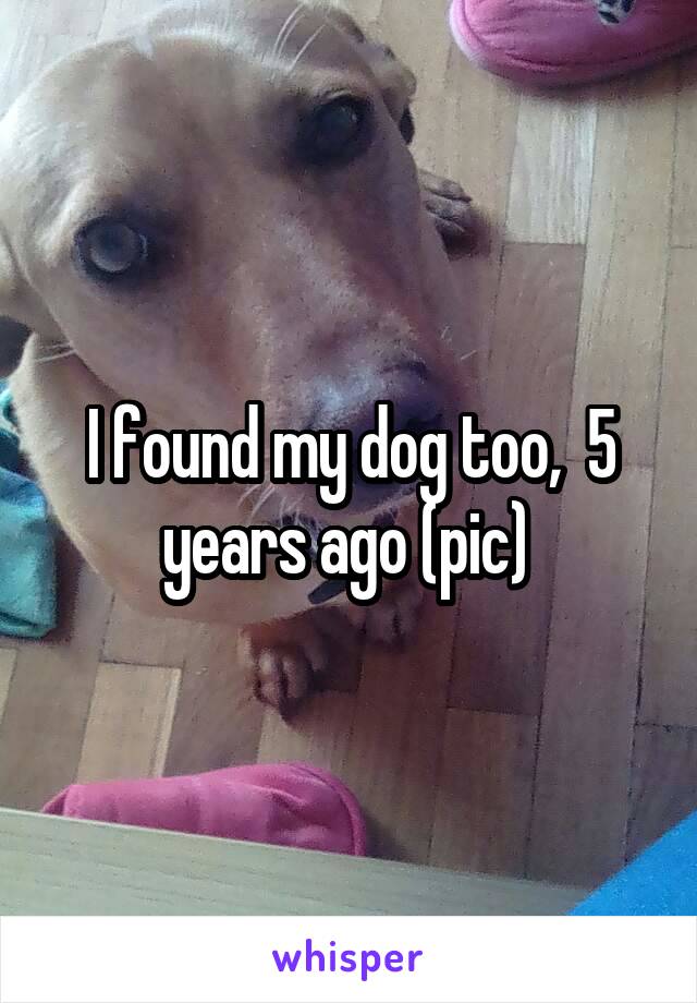 I found my dog too,  5 years ago (pic) 
