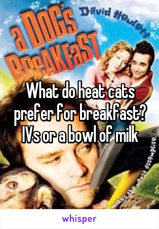 What do heat cats prefer for breakfast? IVs or a bowl of milk