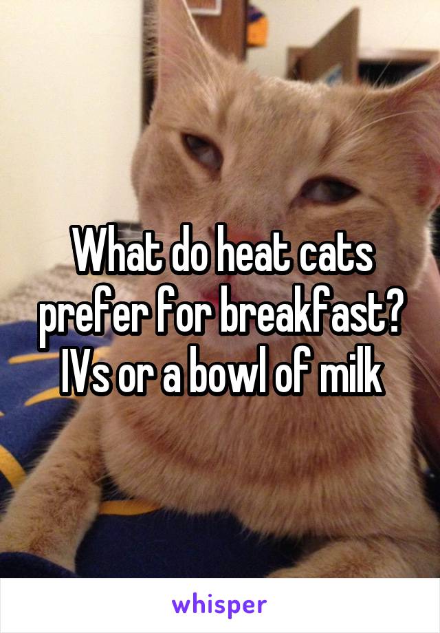 What do heat cats prefer for breakfast? IVs or a bowl of milk