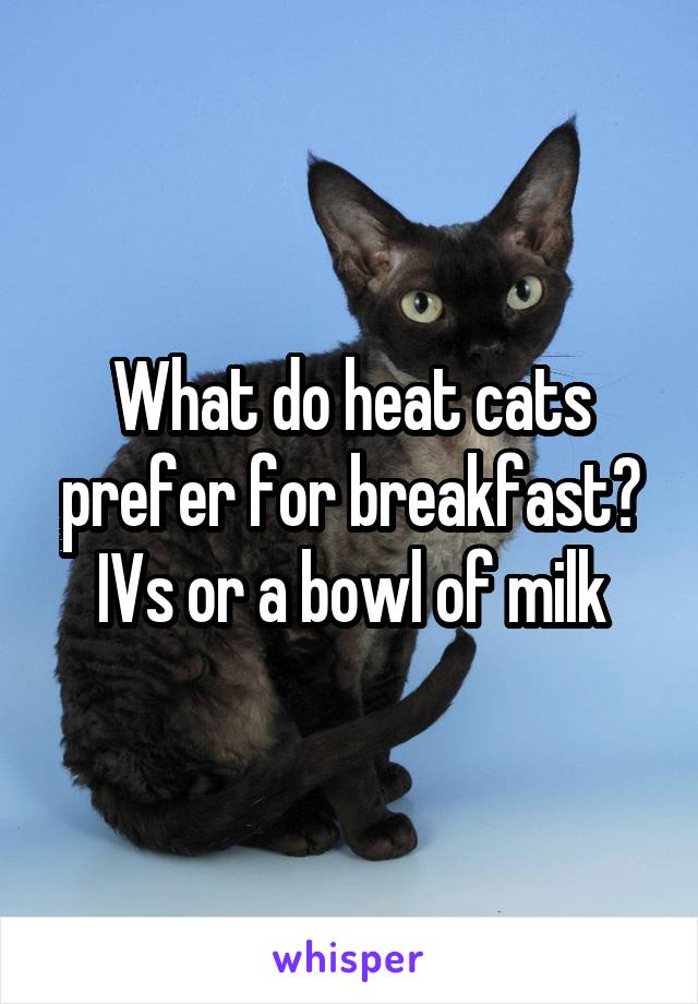 What do heat cats prefer for breakfast? IVs or a bowl of milk