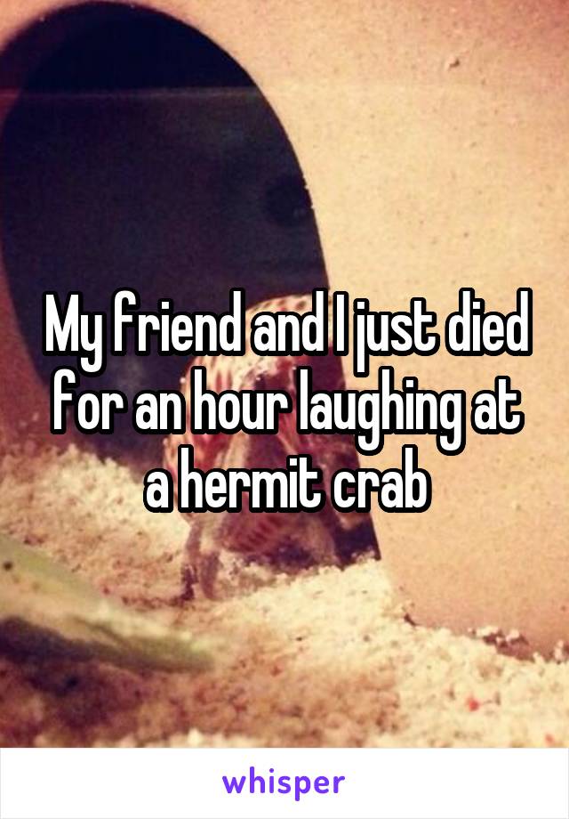 My friend and I just died for an hour laughing at a hermit crab