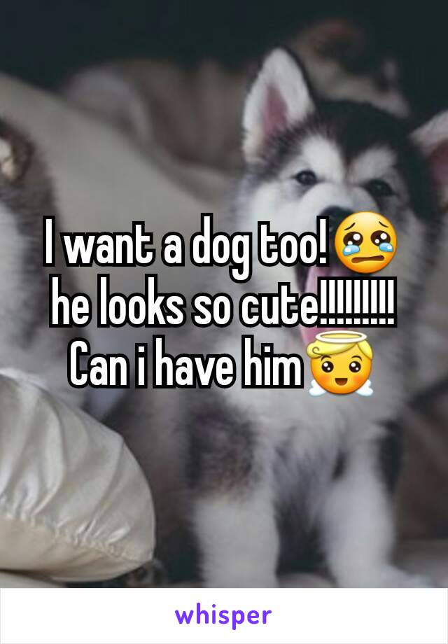 I want a dog too!😢he looks so cute!!!!!!!!! Can i have him😇