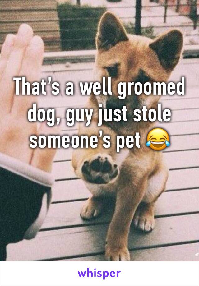 That’s a well groomed dog, guy just stole someone’s pet 😂
