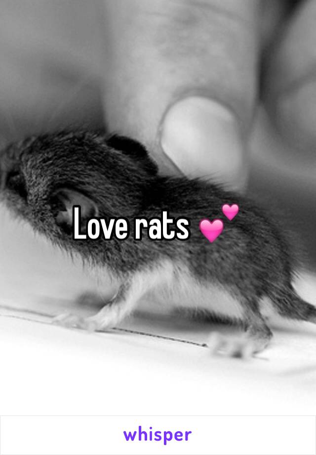 Love rats 💕