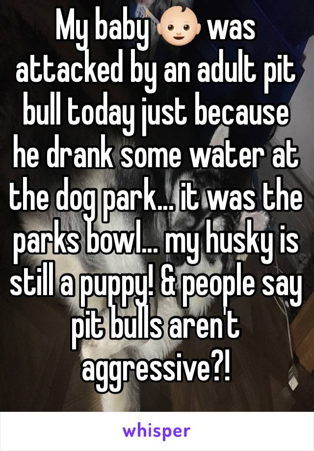 My baby 👶🏻 was attacked by an adult pit bull today just because he drank some water at the dog park... it was the parks bowl... my husky is still a puppy! & people say pit bulls aren't aggressive?!