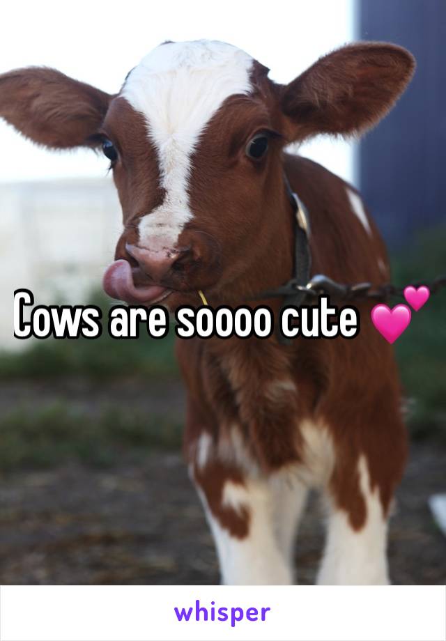 Cows are soooo cute 💕
