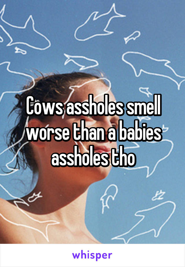 Cows assholes smell worse than a babies assholes tho
