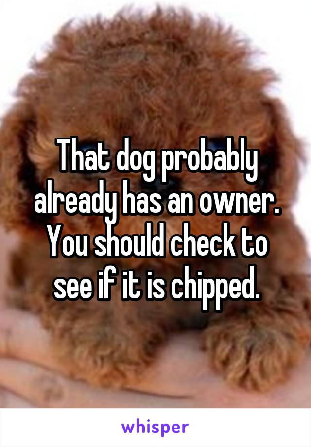 That dog probably already has an owner.
You should check to see if it is chipped.