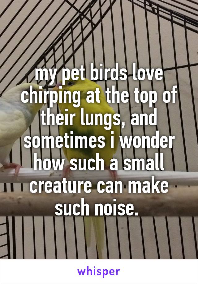 my pet birds love chirping at the top of their lungs, and sometimes i wonder how such a small creature can make such noise. 