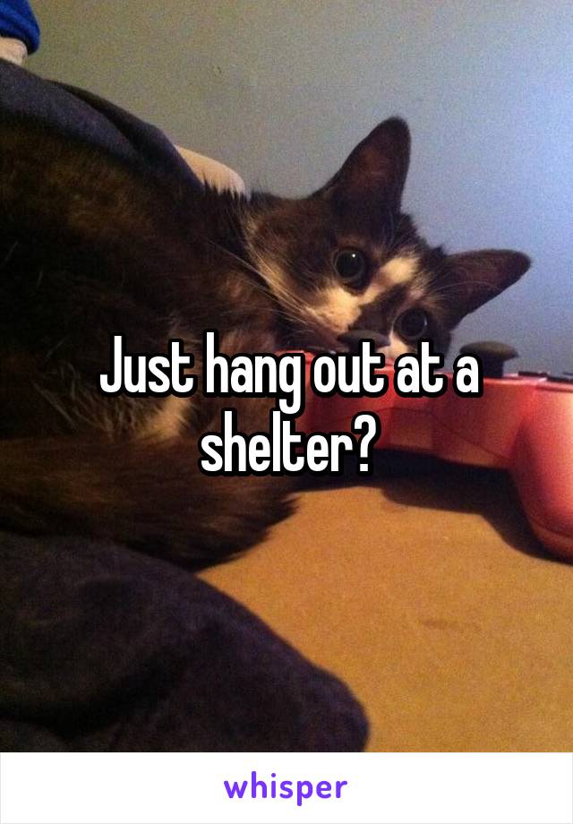 Just hang out at a shelter?