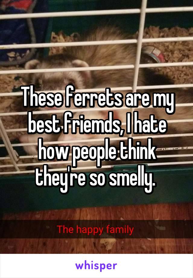 These ferrets are my best friemds, I hate how people think they're so smelly. 