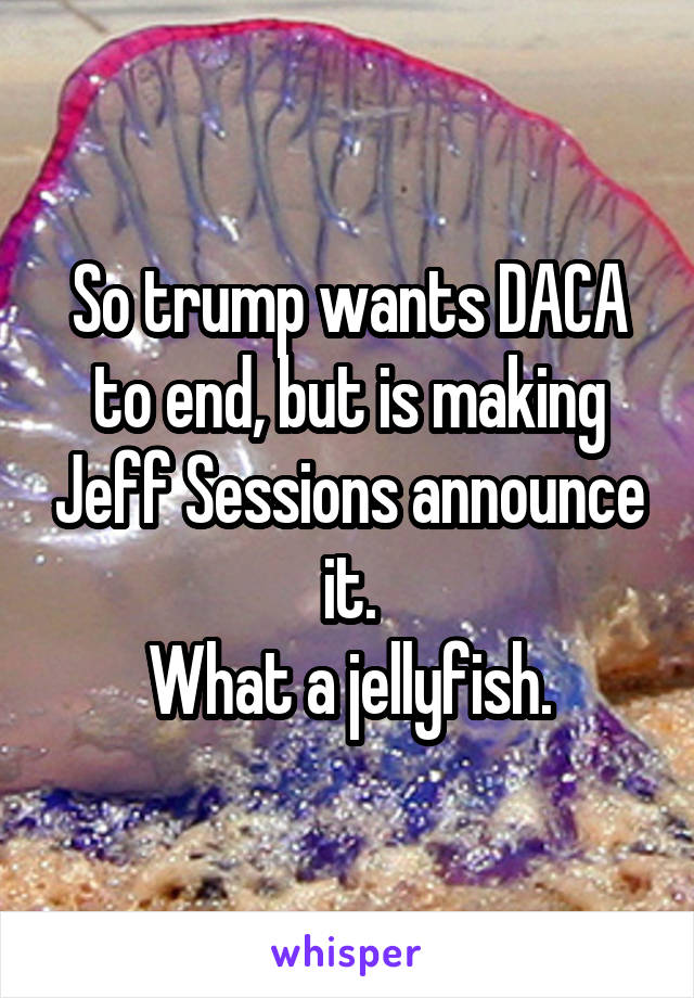 So trump wants DACA to end, but is making Jeff Sessions announce it.
What a jellyfish.