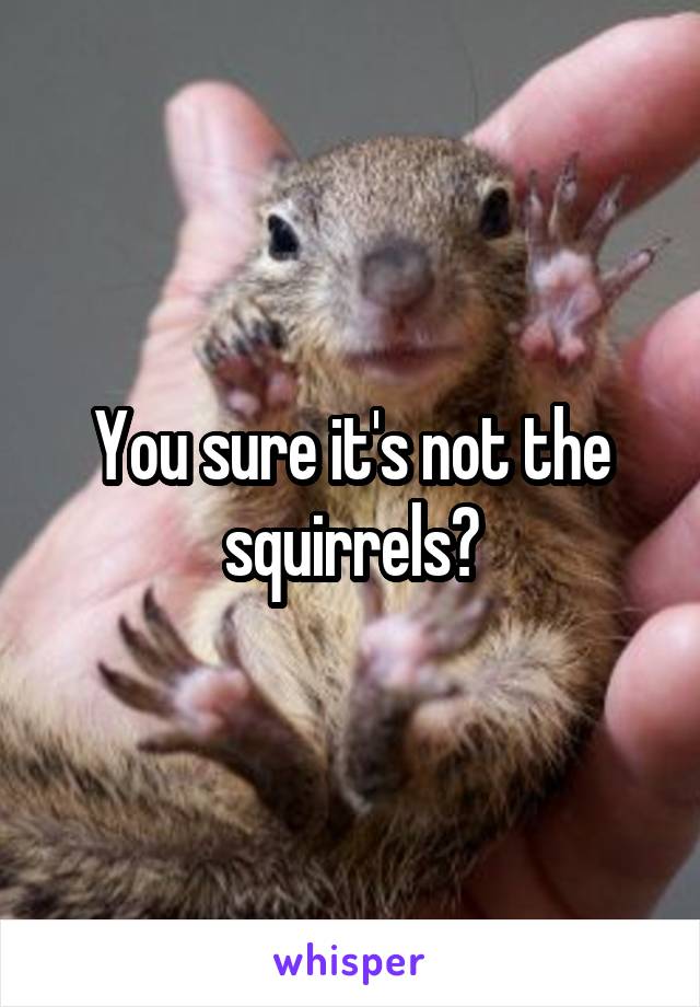 You sure it's not the squirrels?